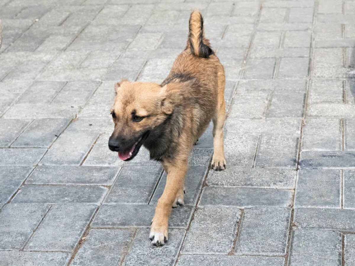 Adoption Bonnie
