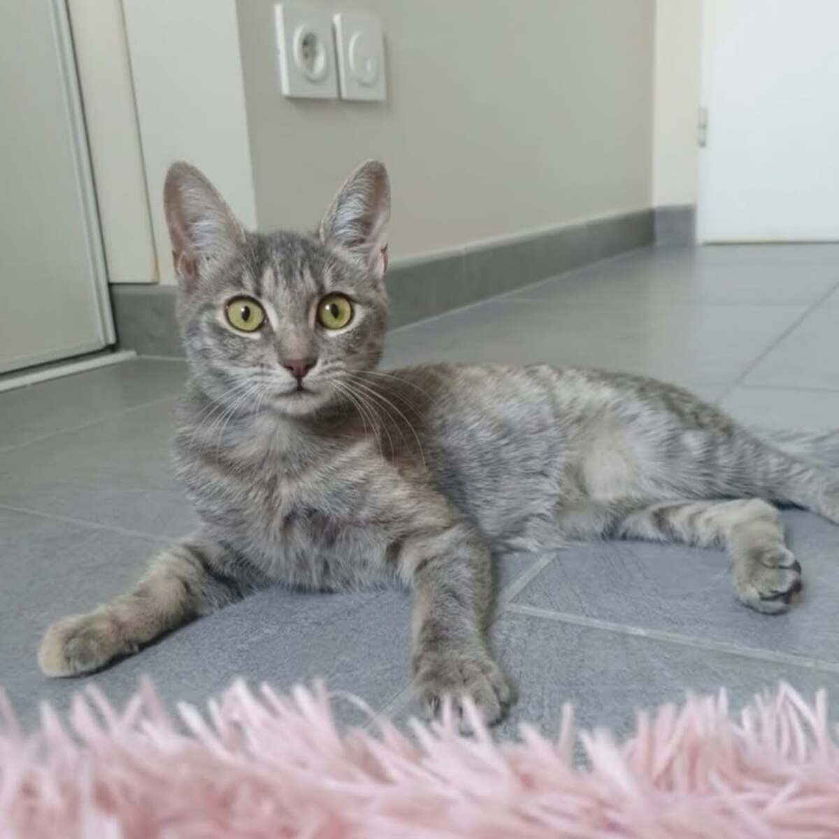 Adoption Pomponette