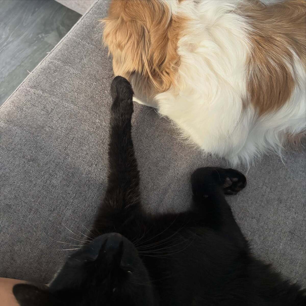 Adoption Tango