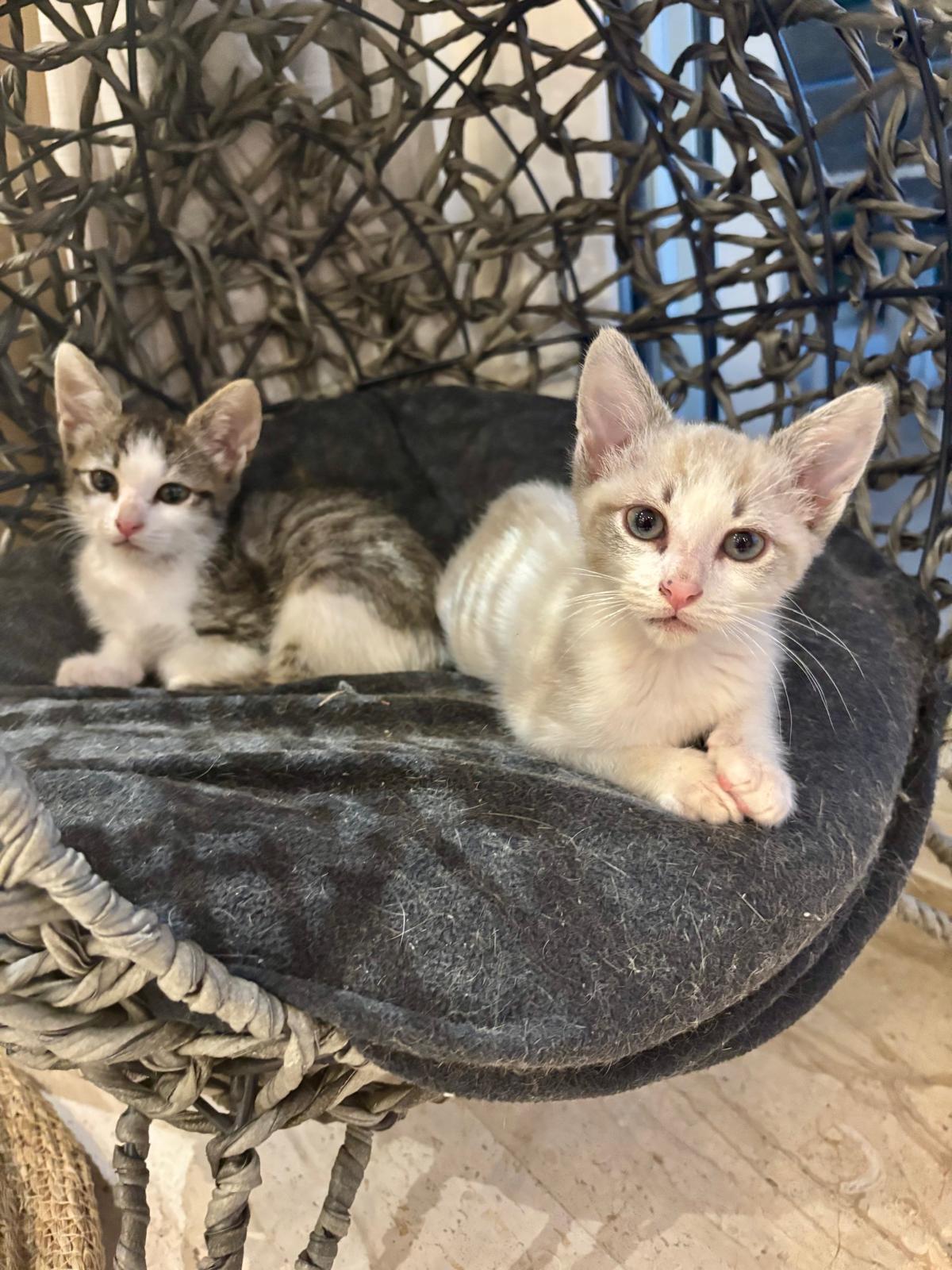 Adoption OSLO et BALI