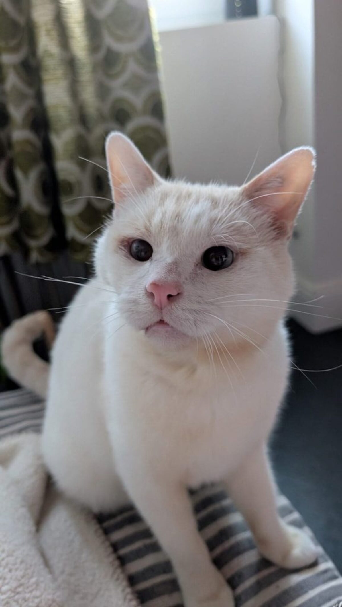 Adoption O’Malley