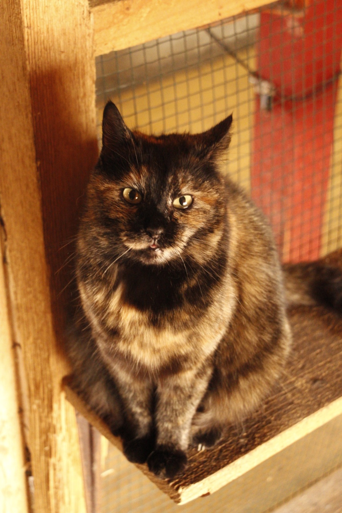 Adoption Hope