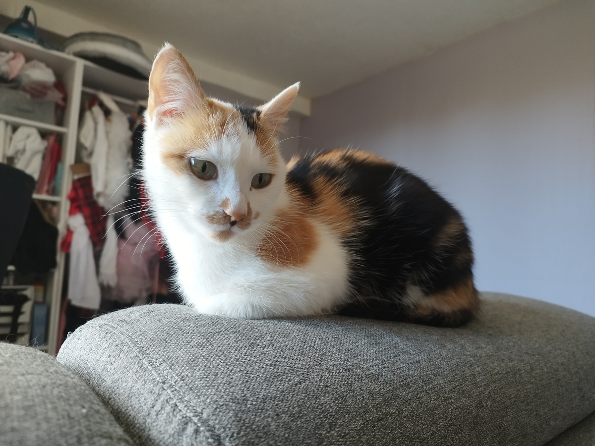 Adoption Nynæve