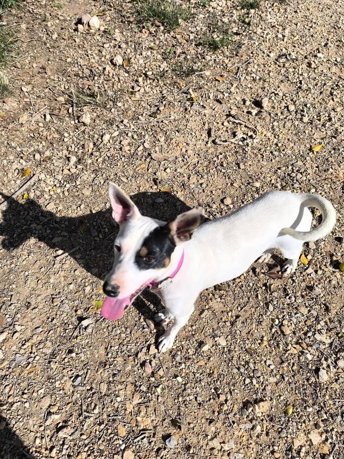Adoption Paloma