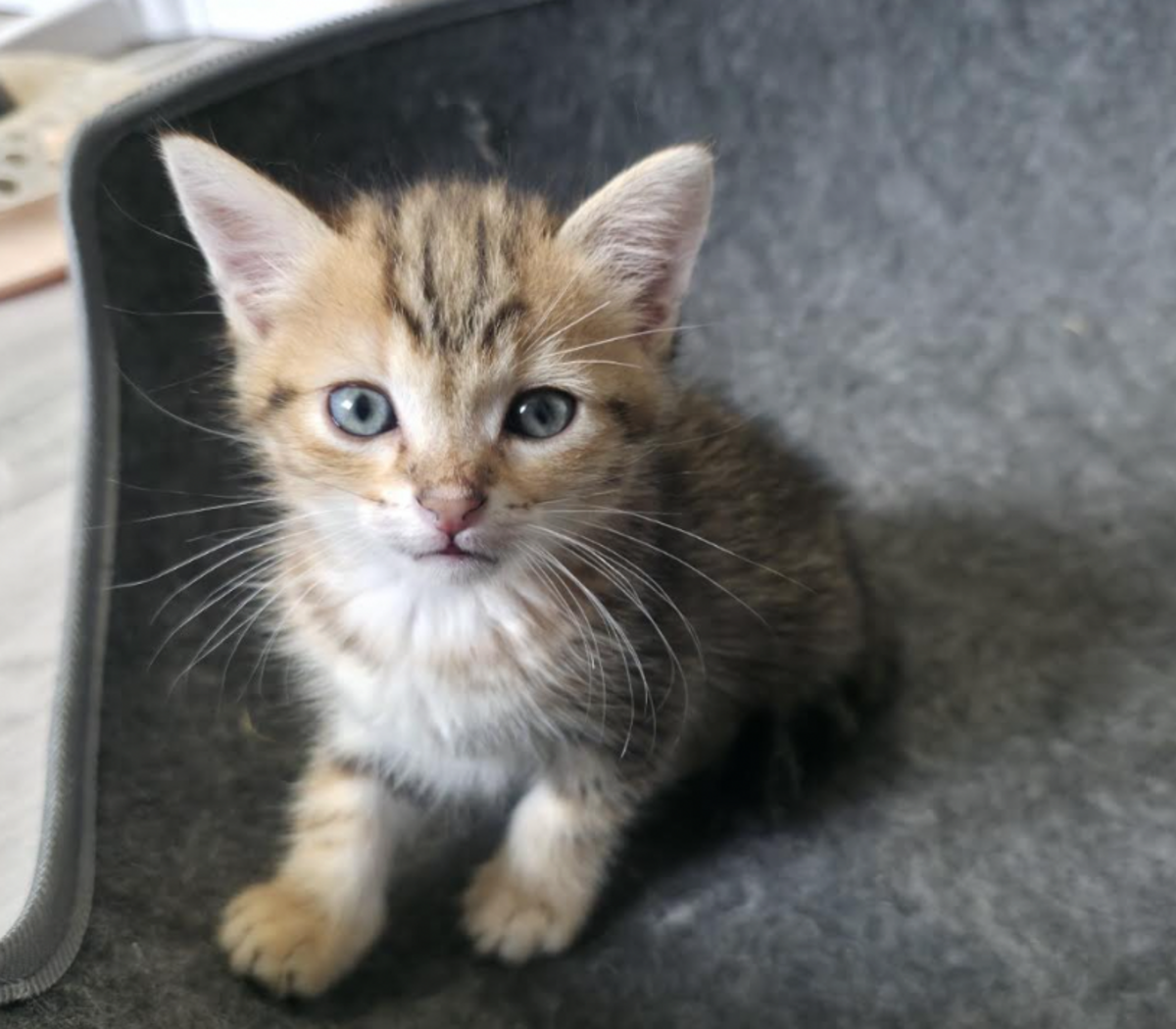 Adoption LOKI