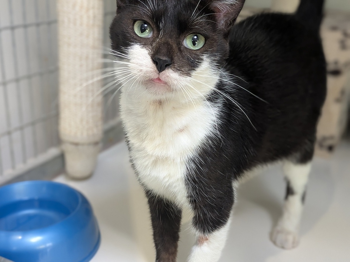 Adoption Alba