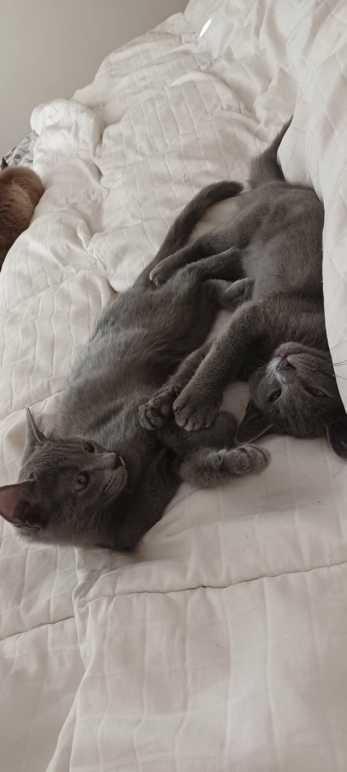 Adoption Stitch & Lilo