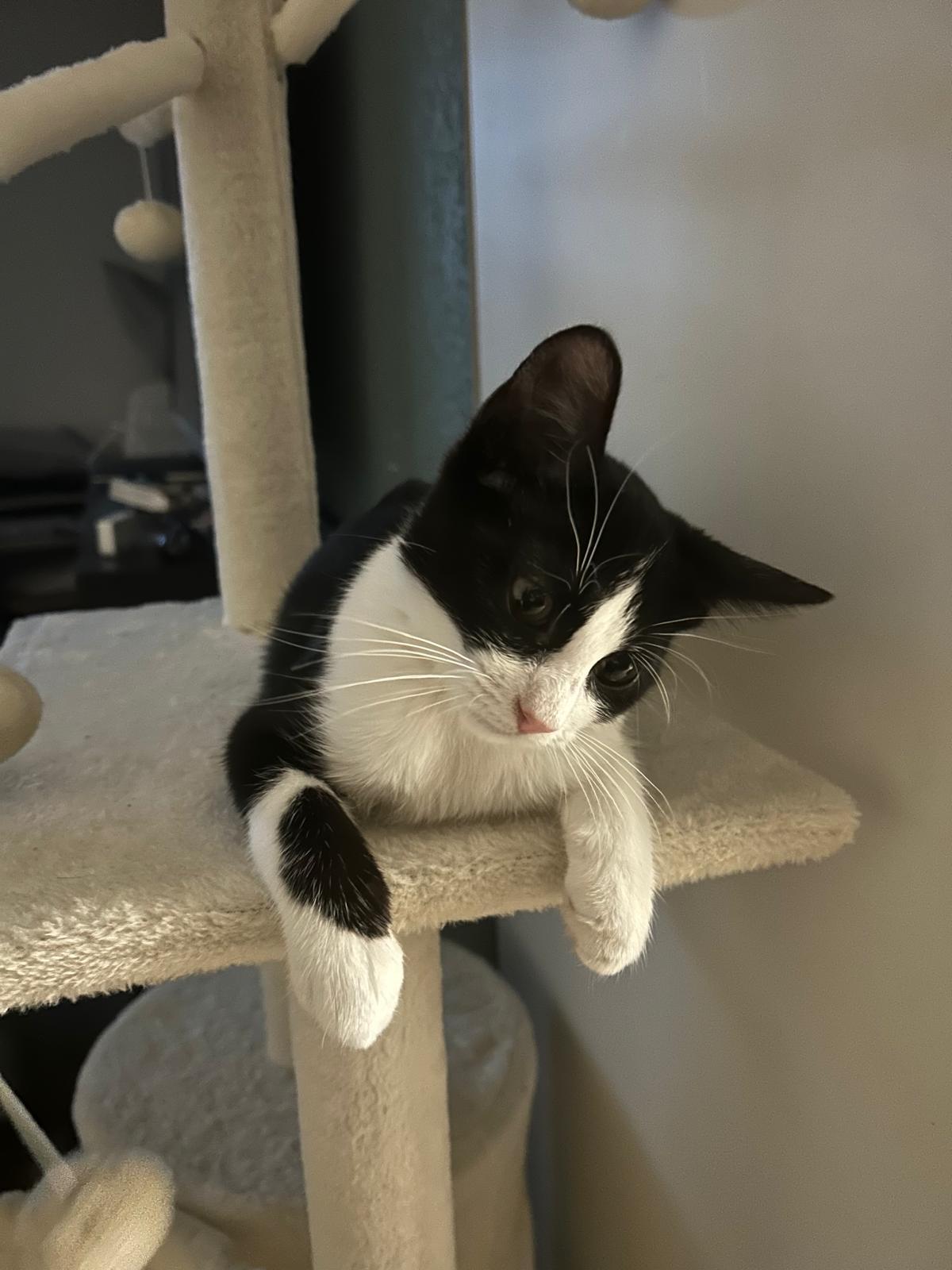 Adoption Fraise