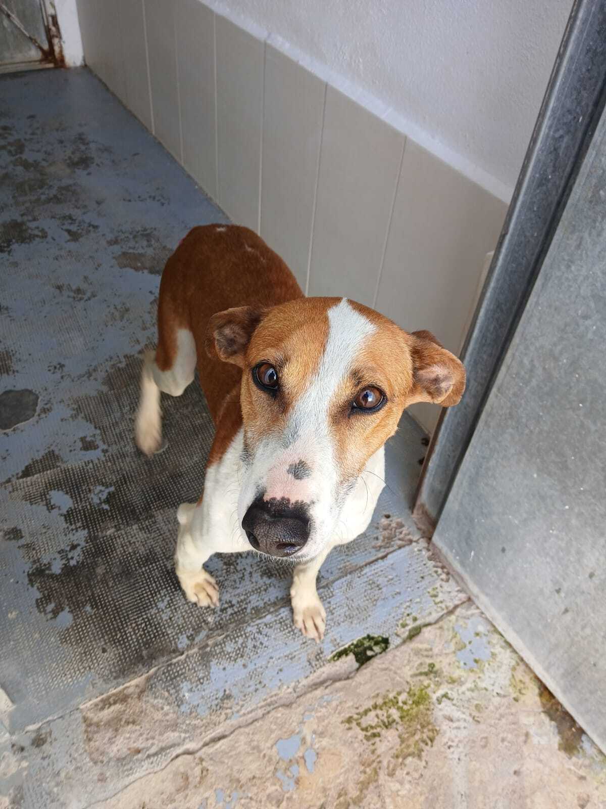 Adoption Gavilan