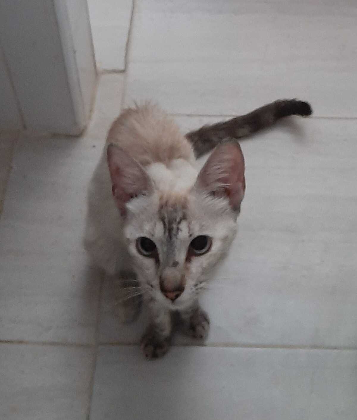 Adoption Luna