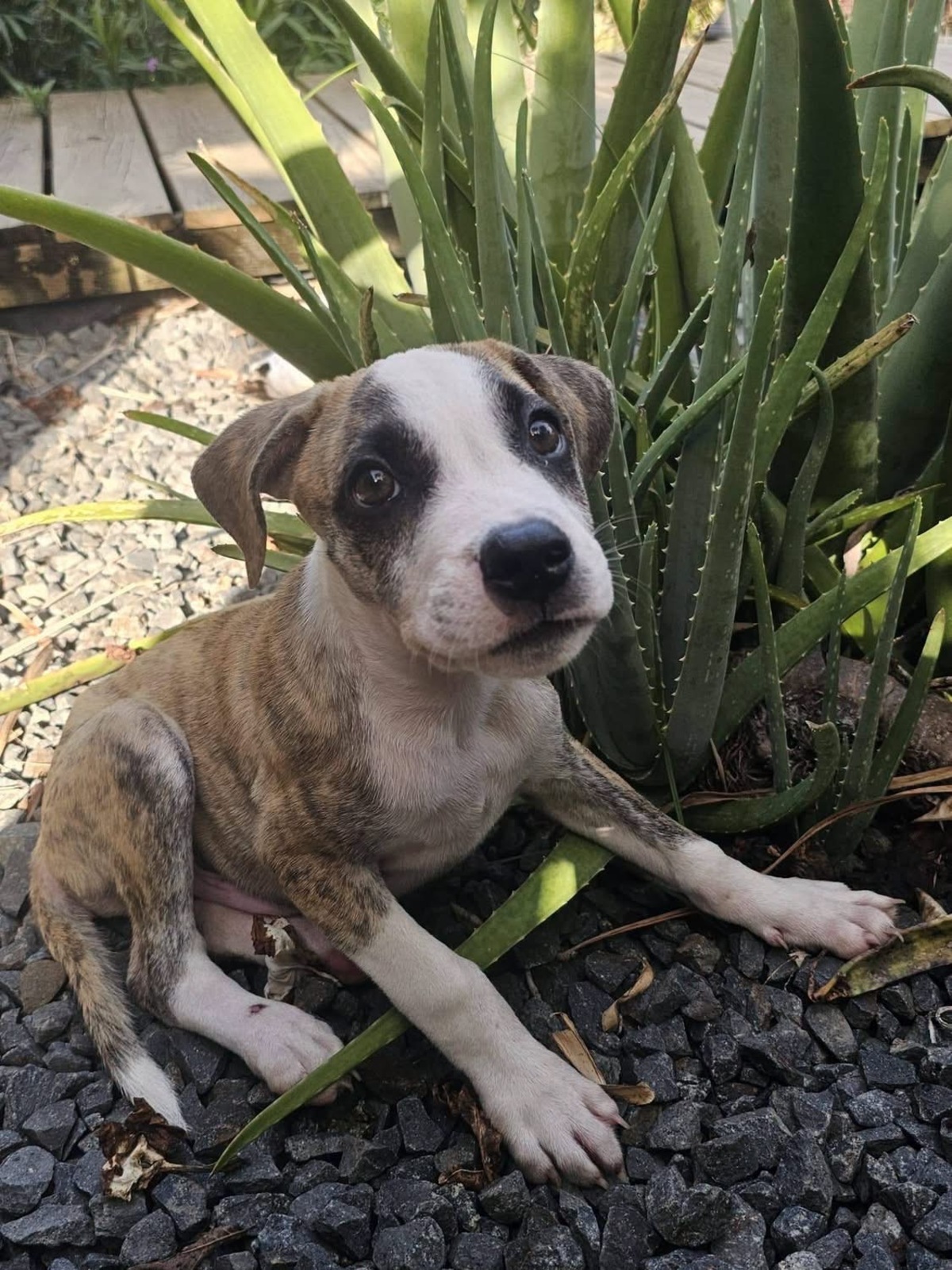 Adoption Sunrise