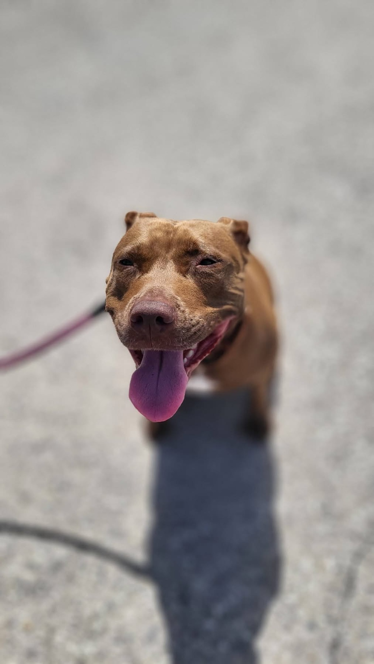 Adoption Brooklyn