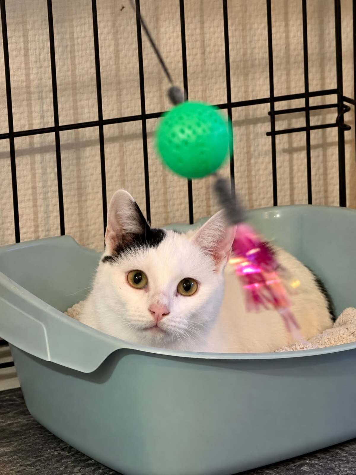 Adoption Flip
