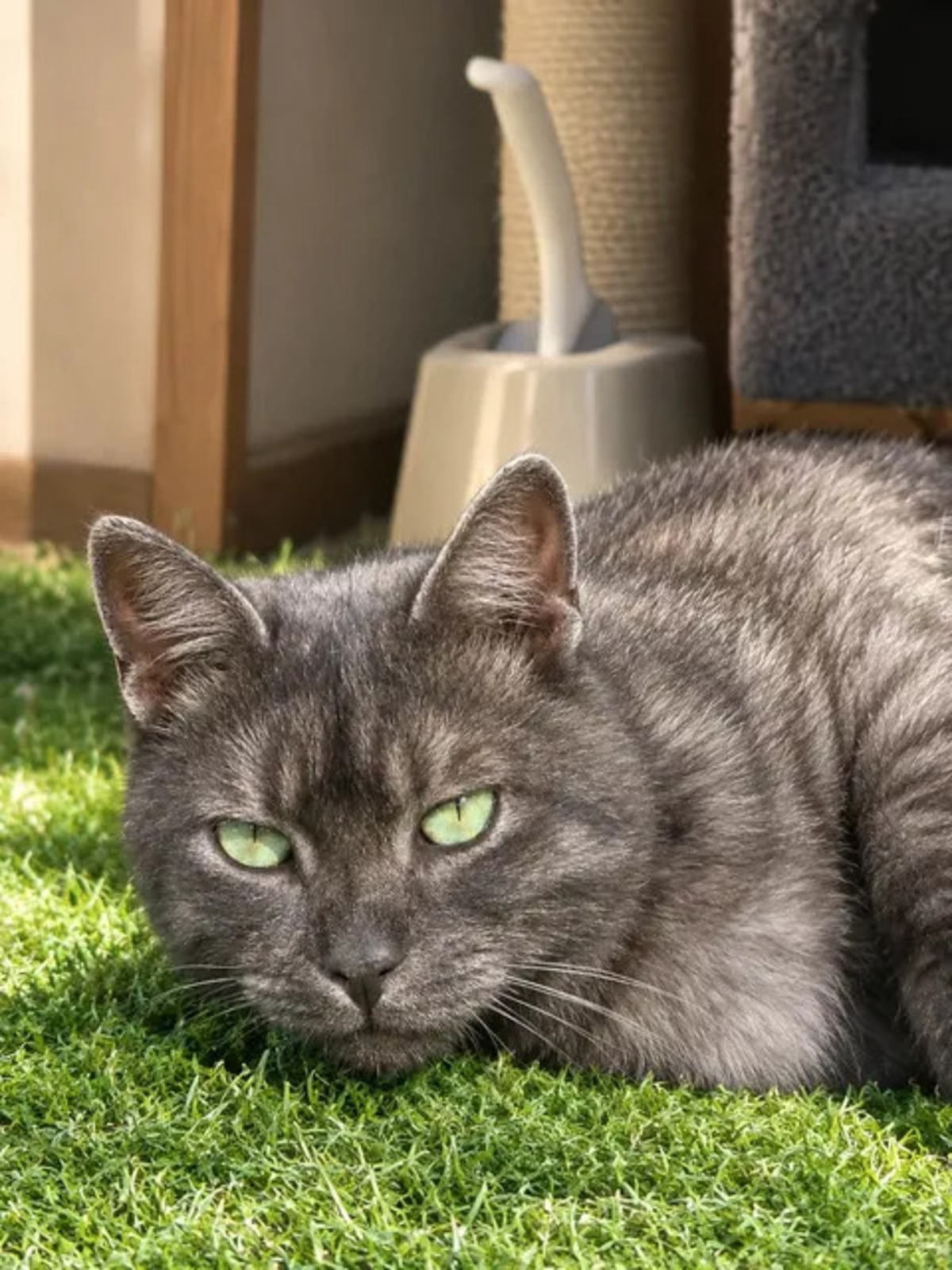 Adoption Smoky