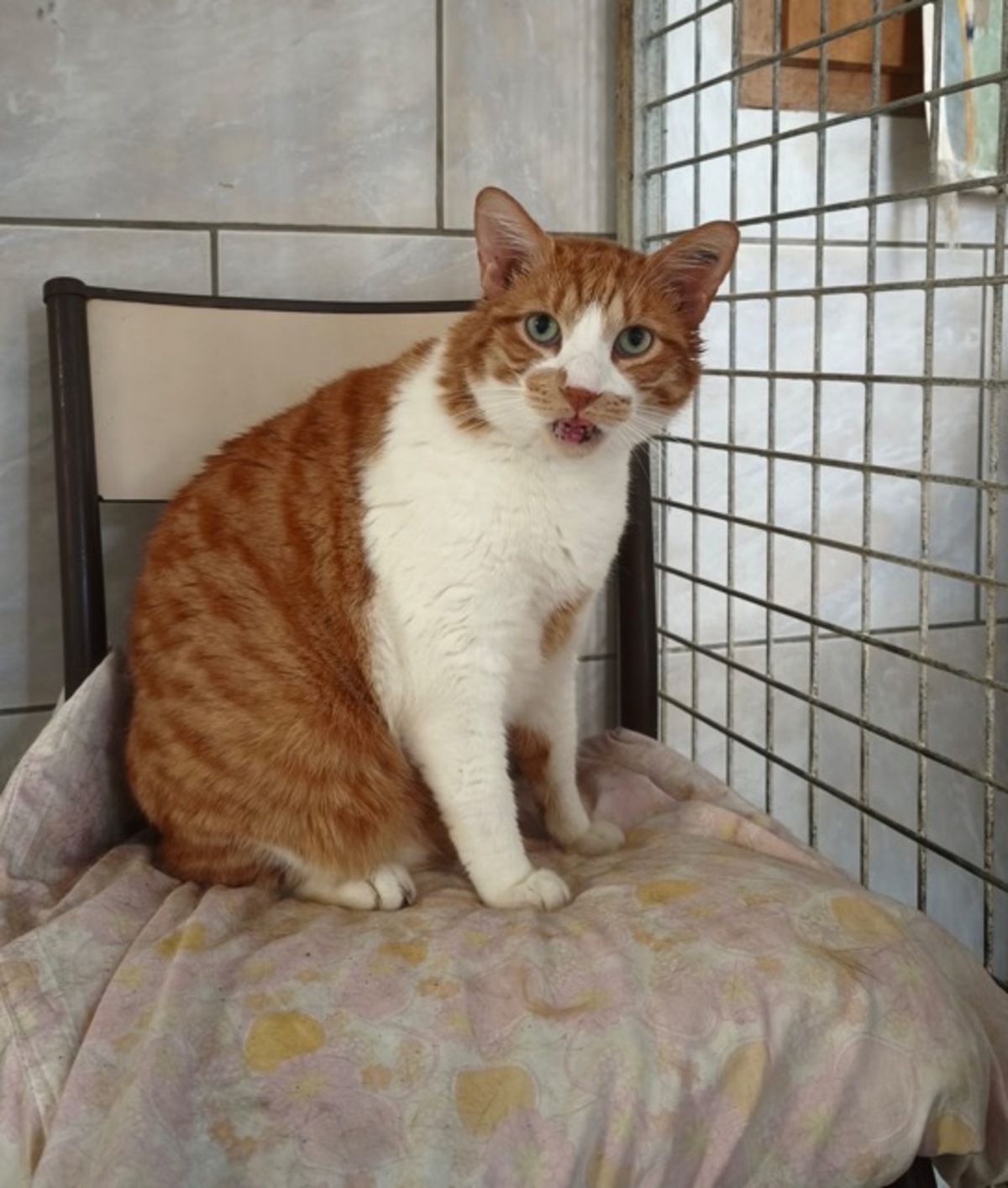 Adoption ROCKY