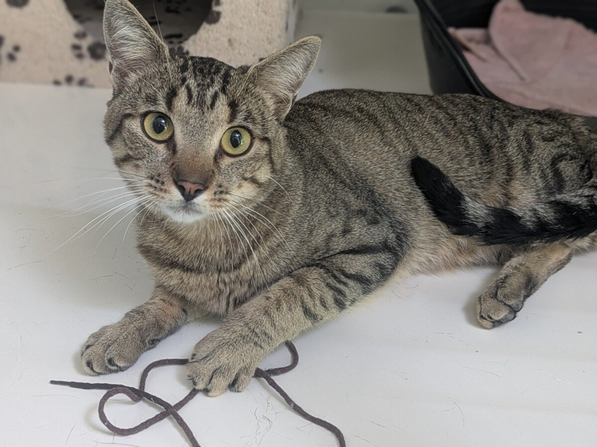 Adoption BILLY