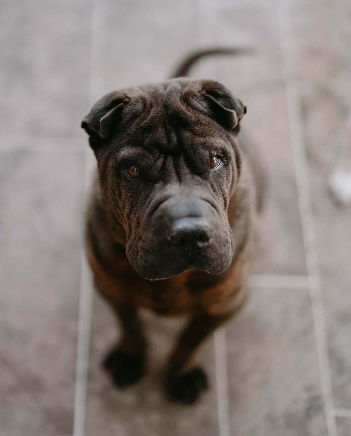Adoption MYBOO