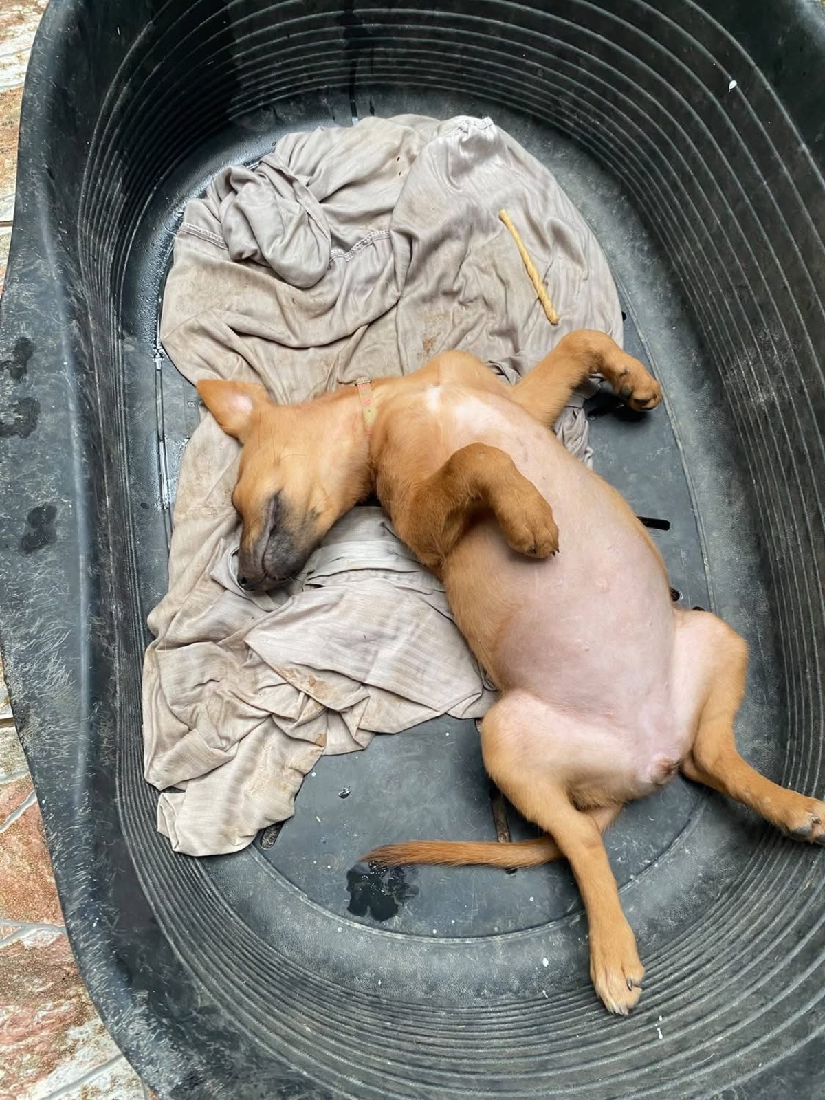 Adoption Bryska