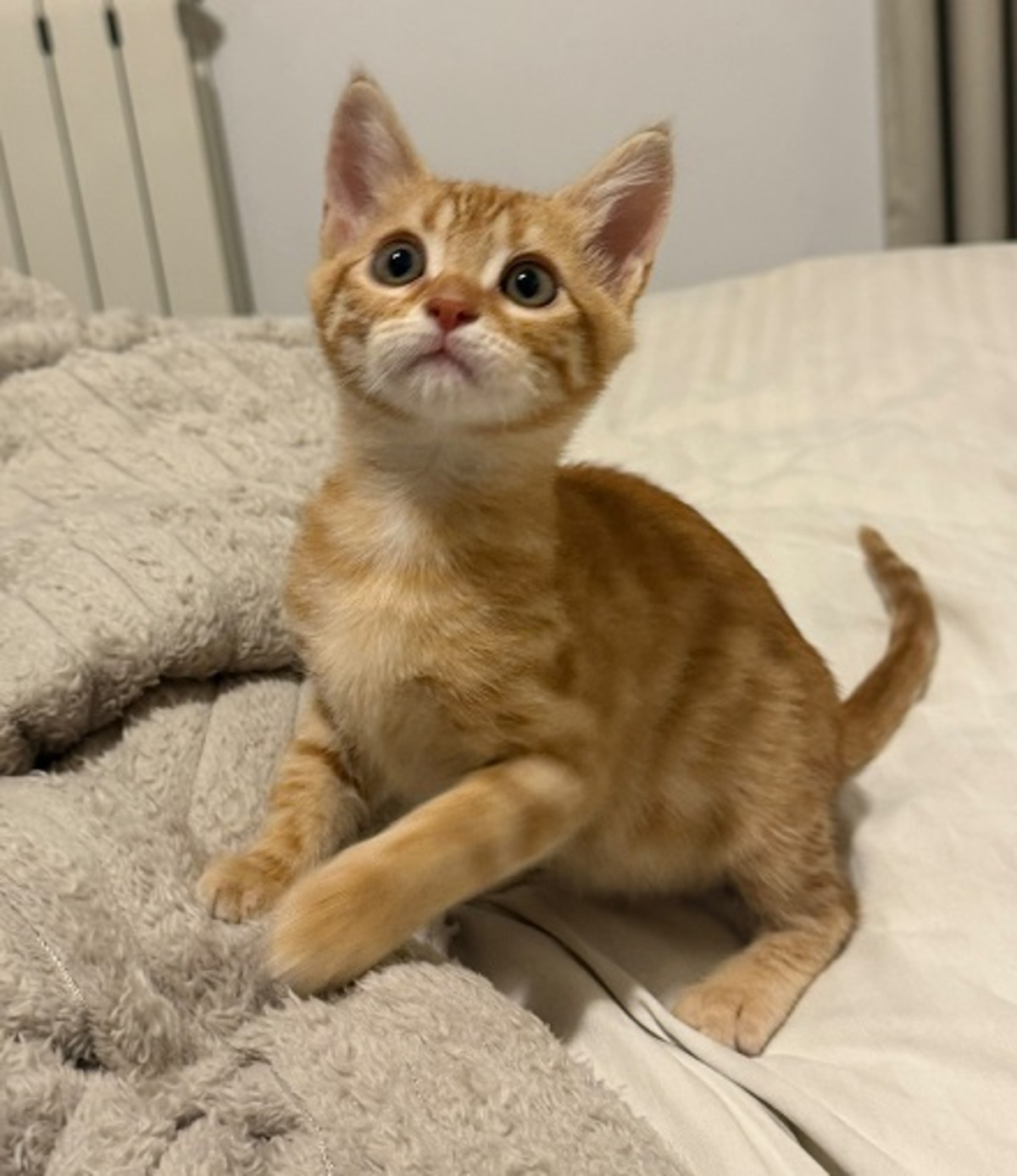 Adoption Léo