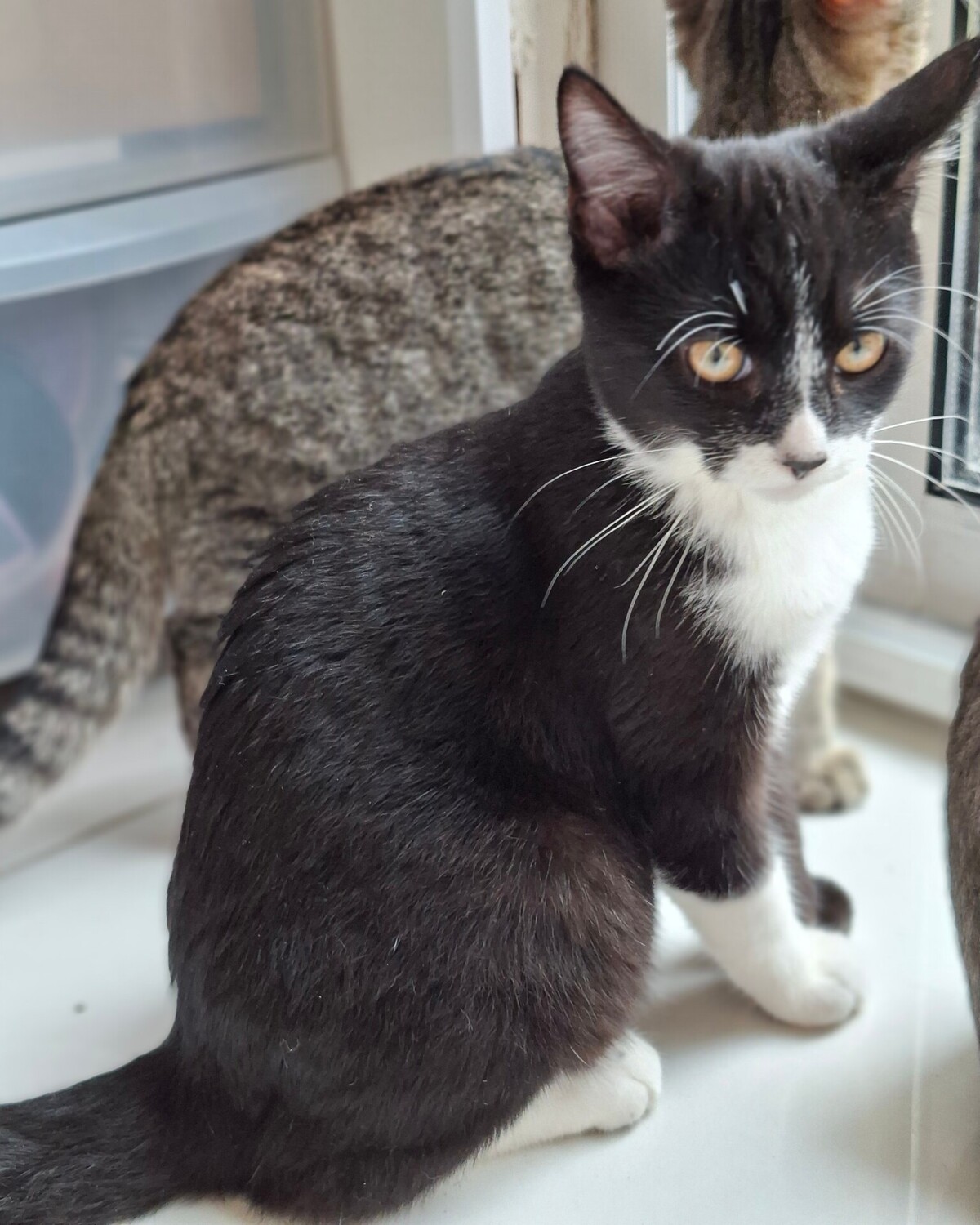 Adoption BAGNARD