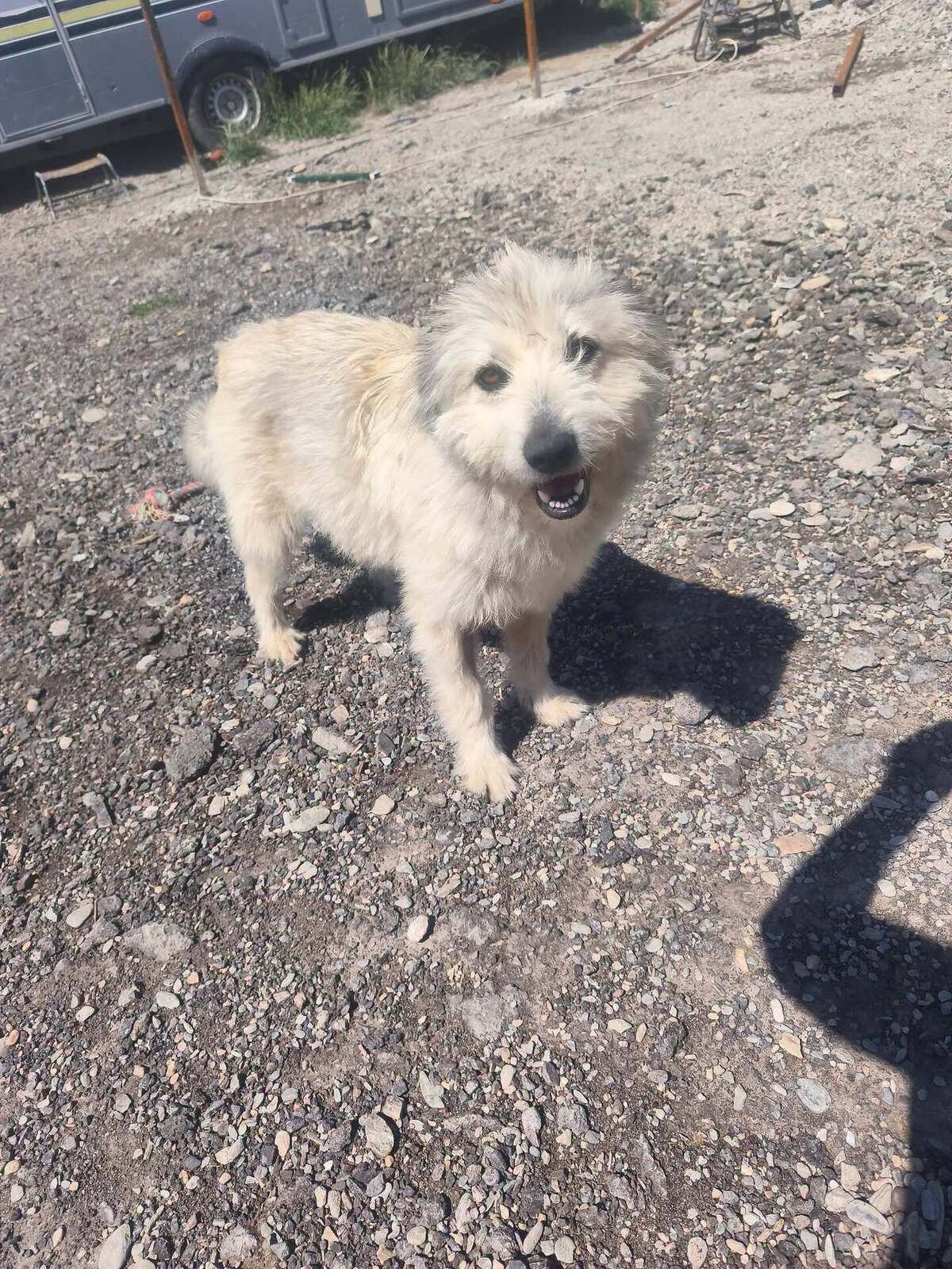 Adoption kiki