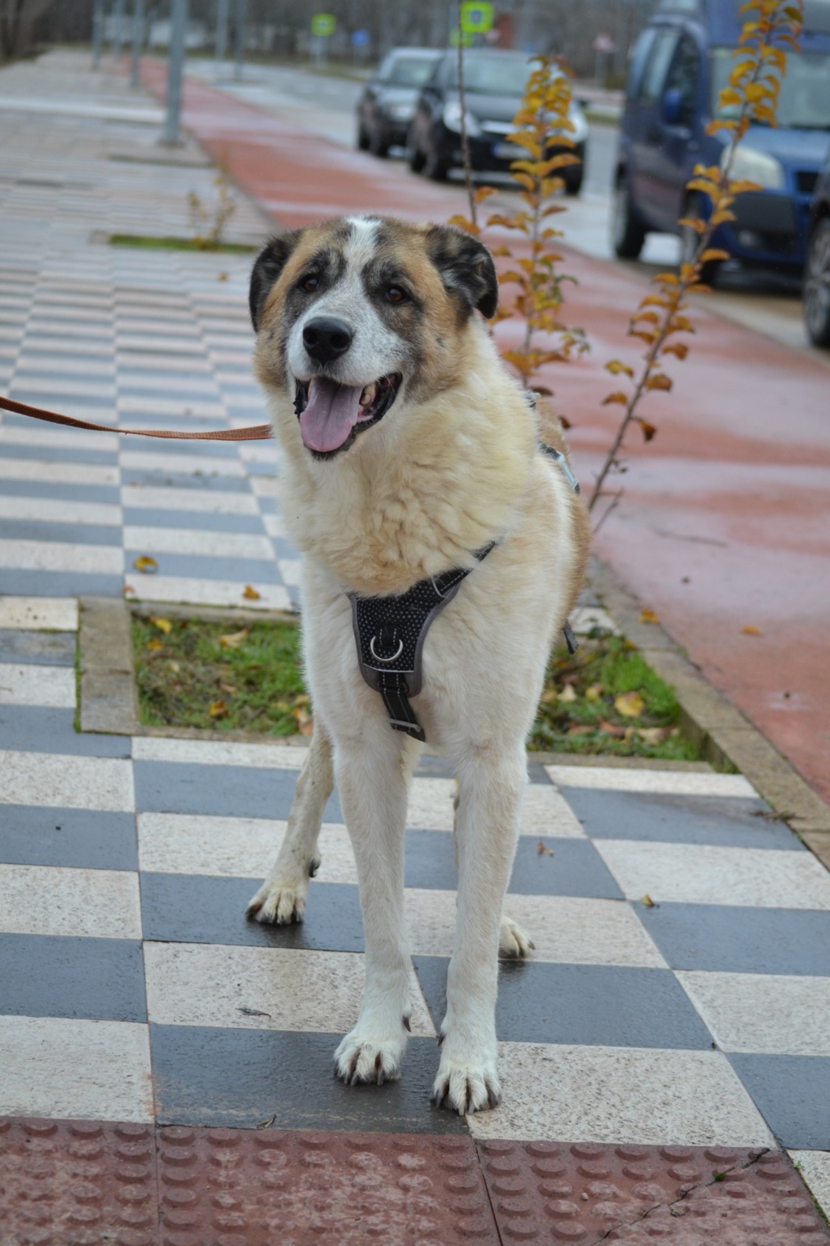 Adoption SKAR