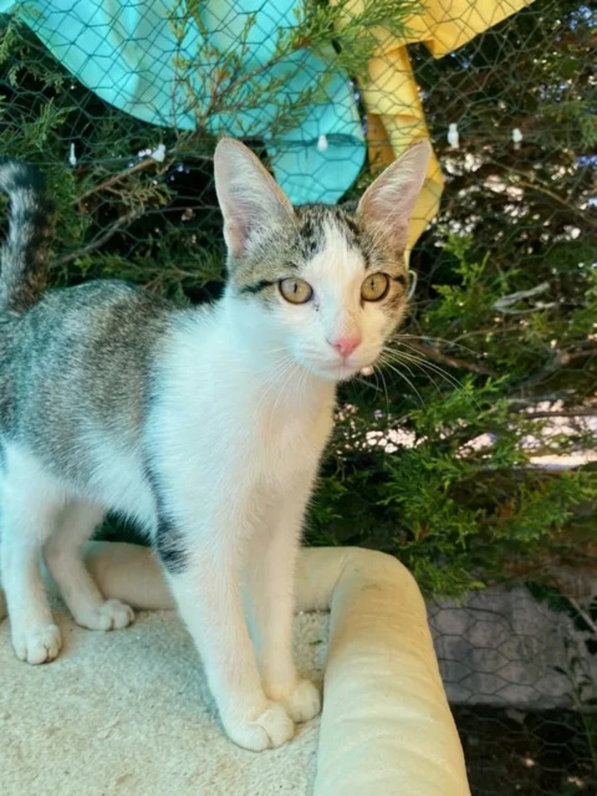 Adoption Jimmy