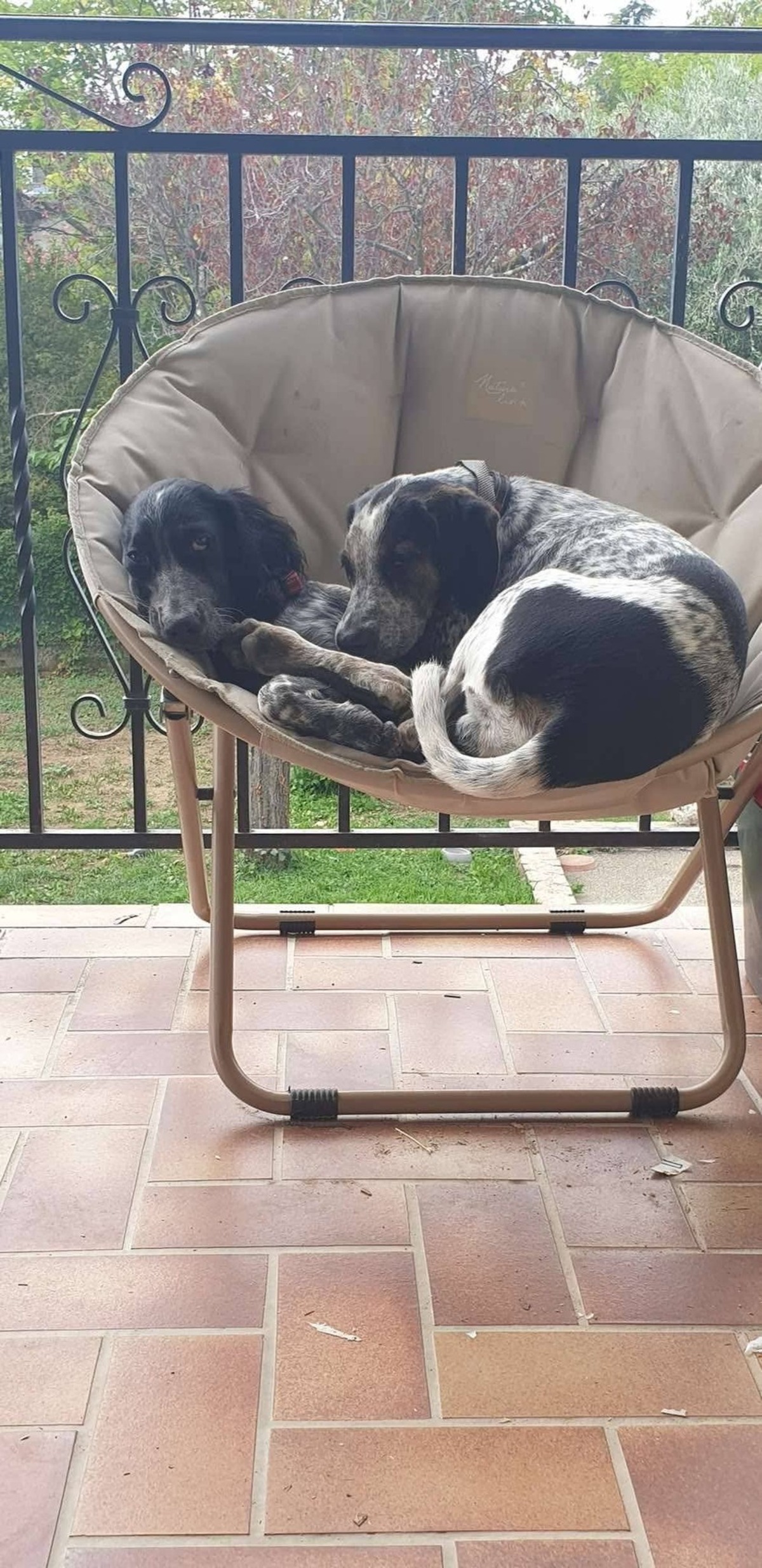 Adoption Pato et Torpille