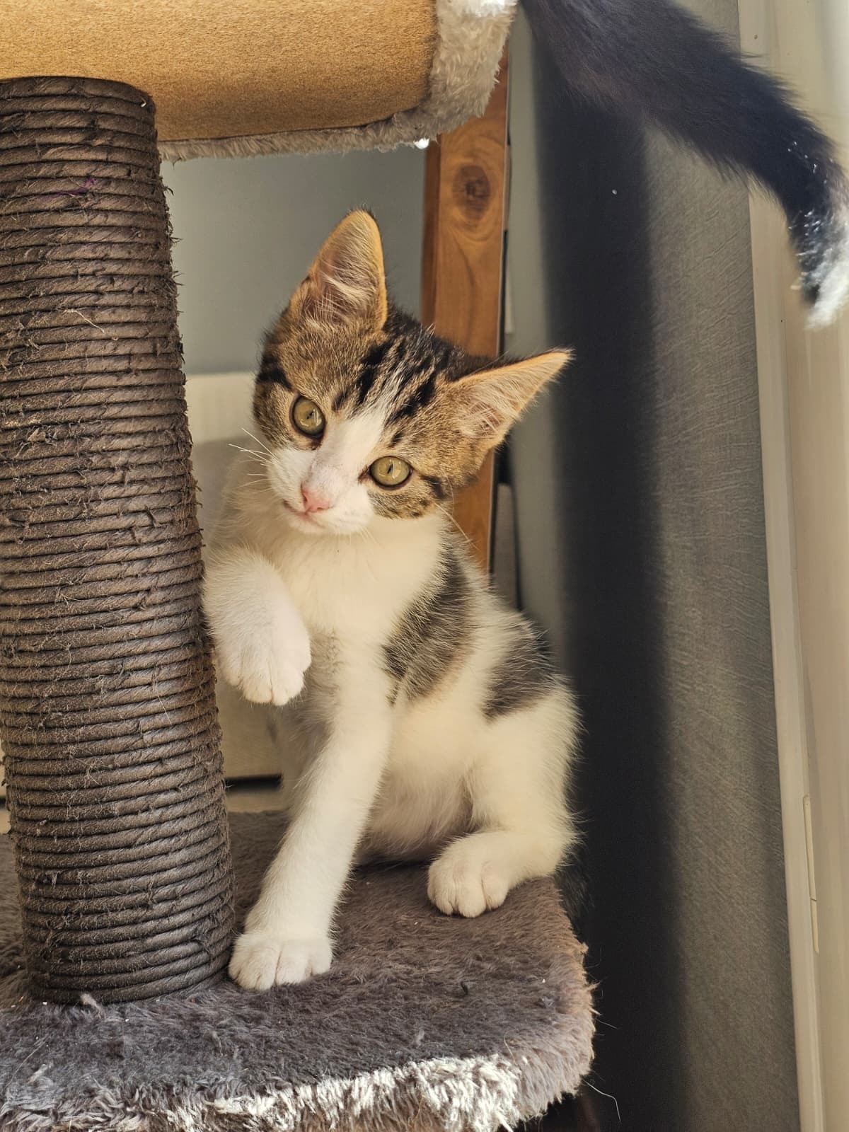 Adoption Bianca