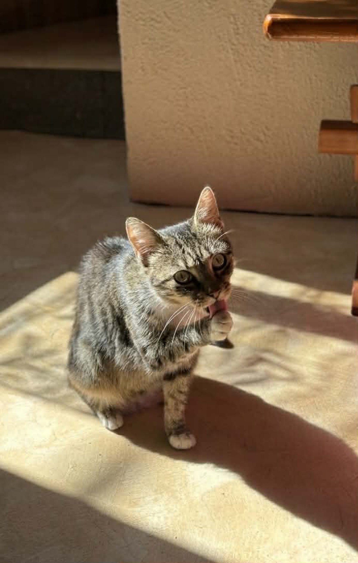 Adoption Carole