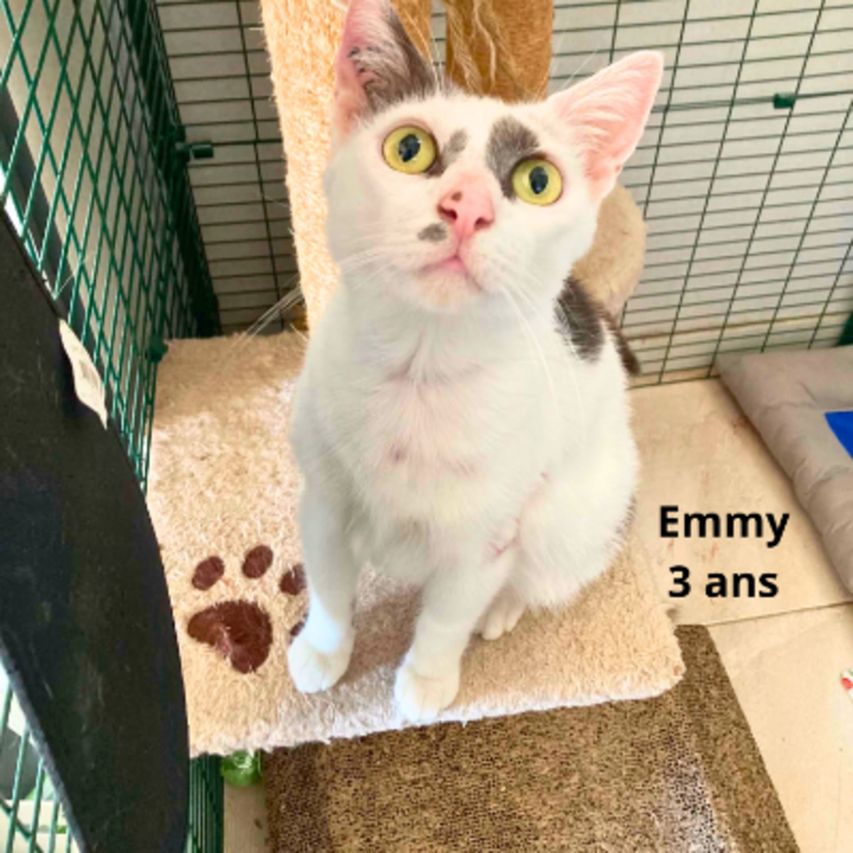Adoption Emmy