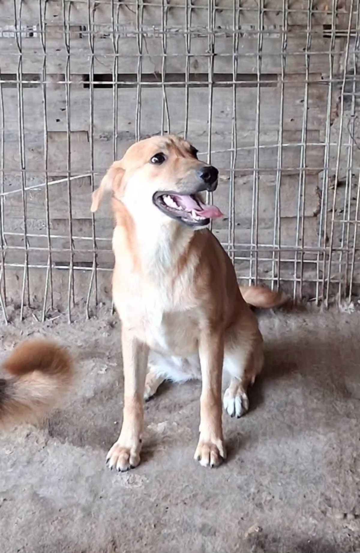 Adoption Taria