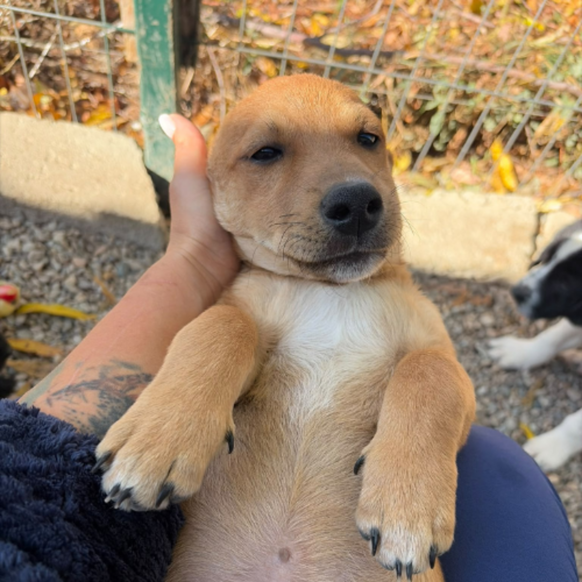 Adoption Jason