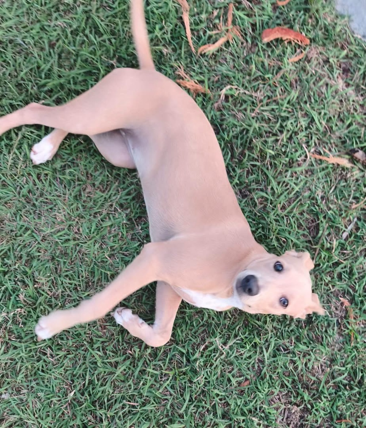 Adoption Mika