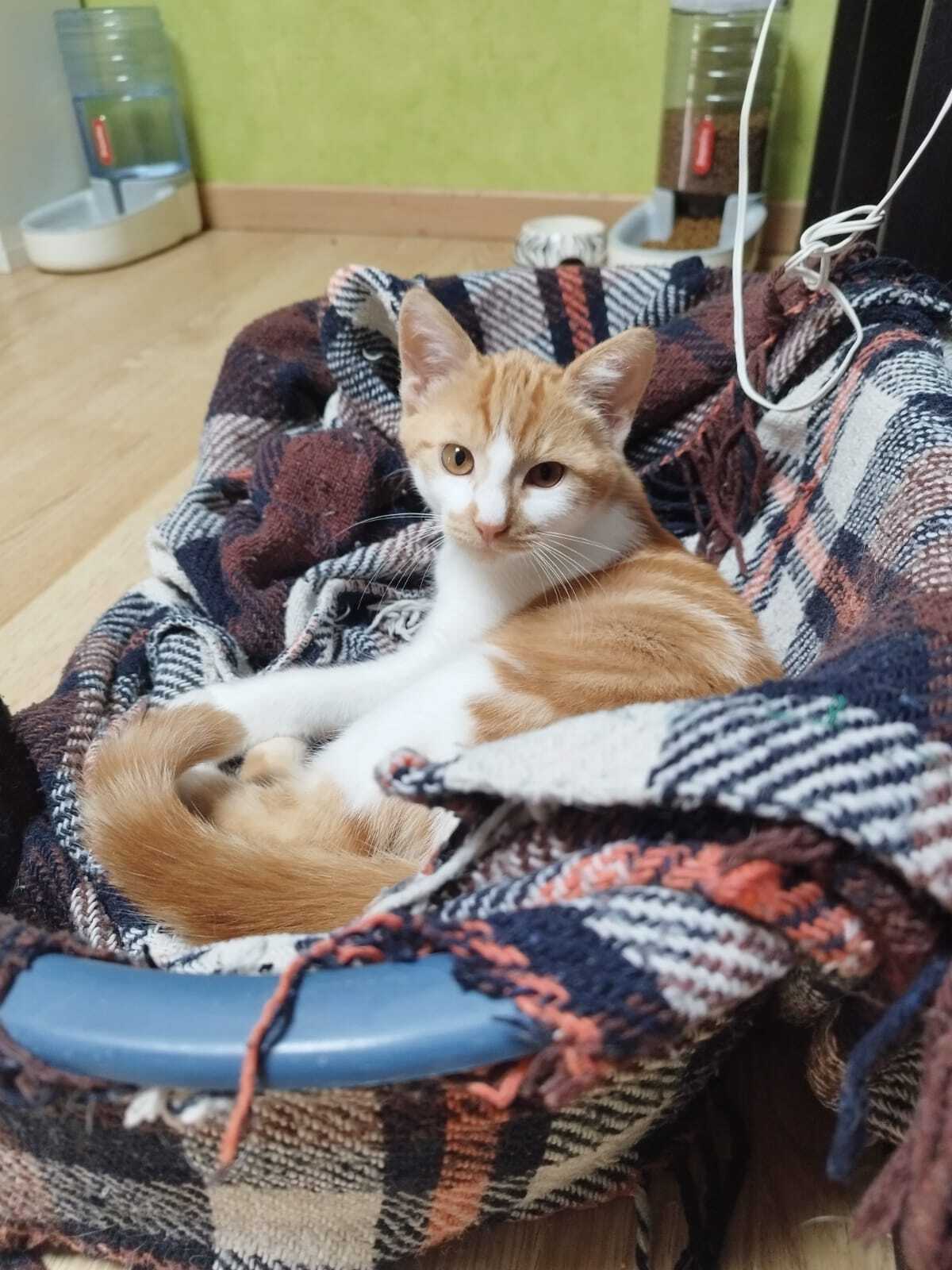 Adoption Lan