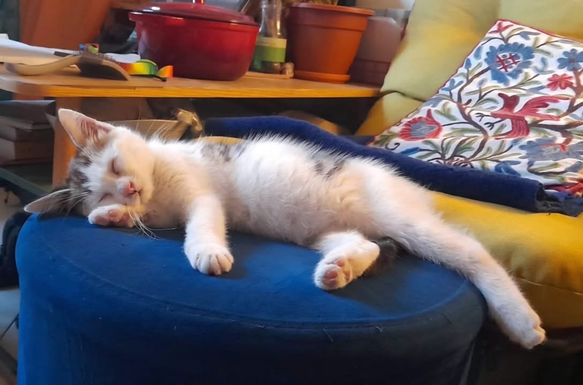 Adoption Louni 