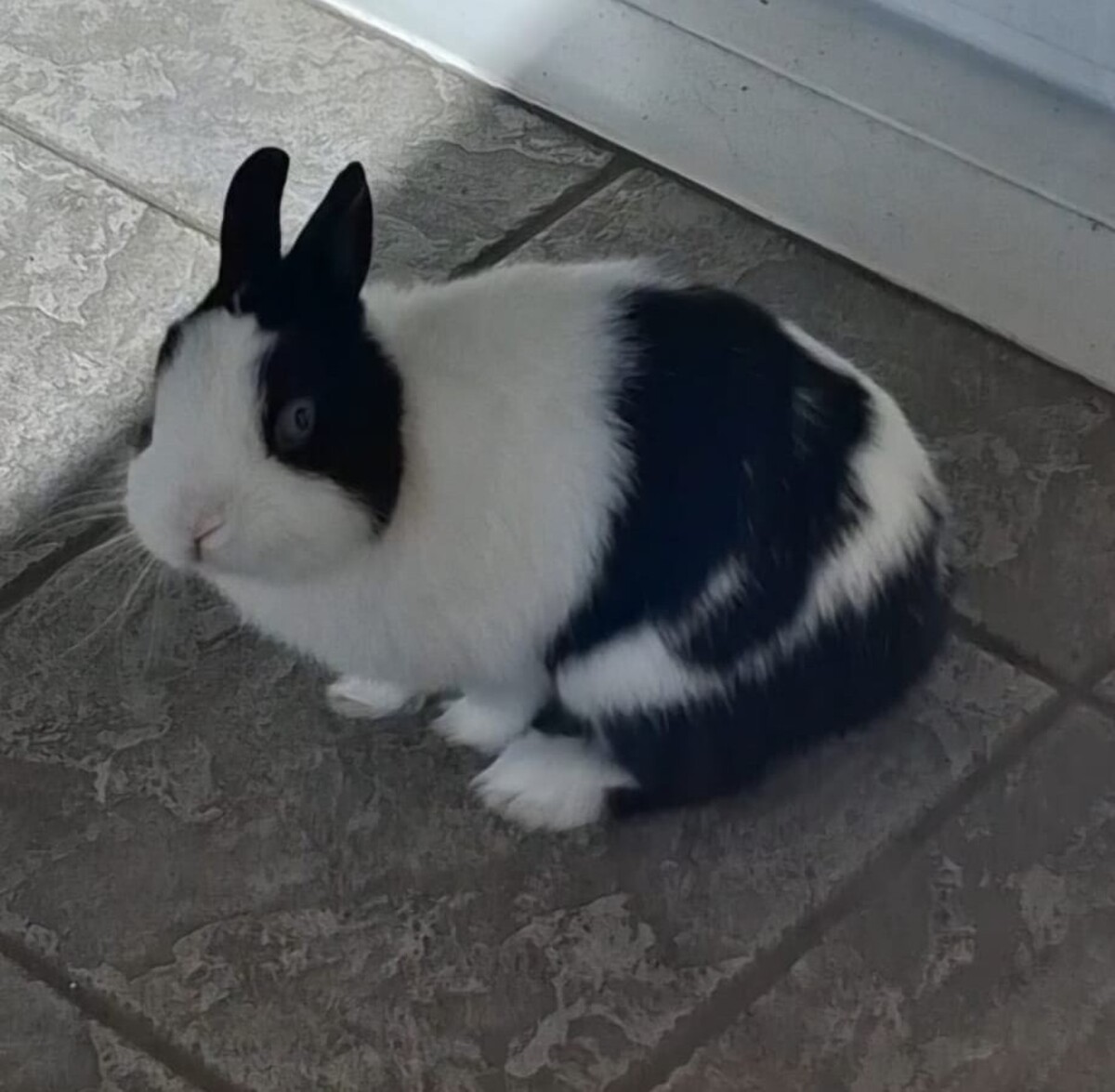 Adoption Loky