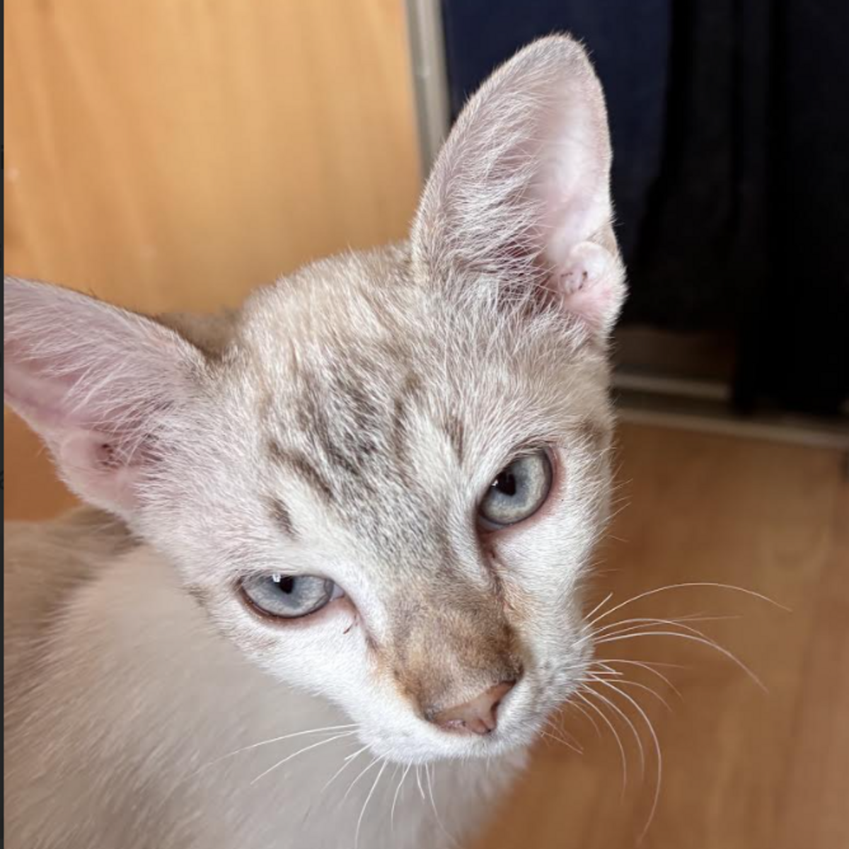 Adoption Eclair 