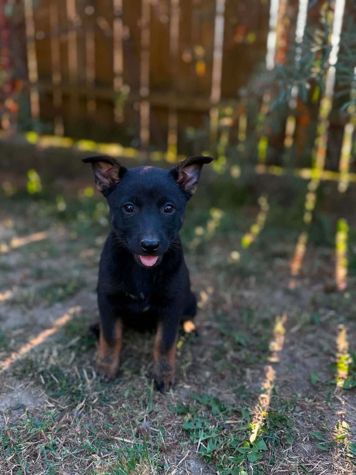 Adoption Mikado