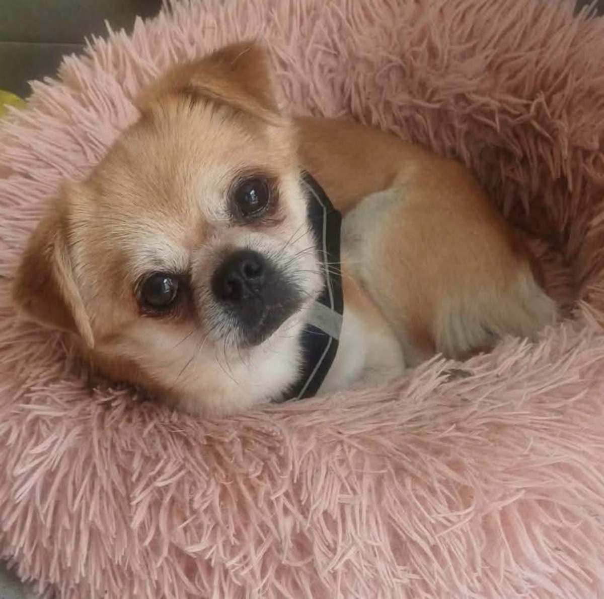 Adoption Roby