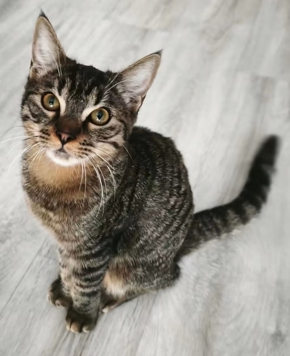 Adoption Pitchou