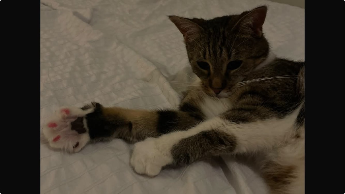 Adoption Faye