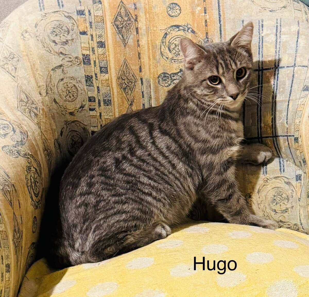 Adoption Hugo et Sa Fratrie 