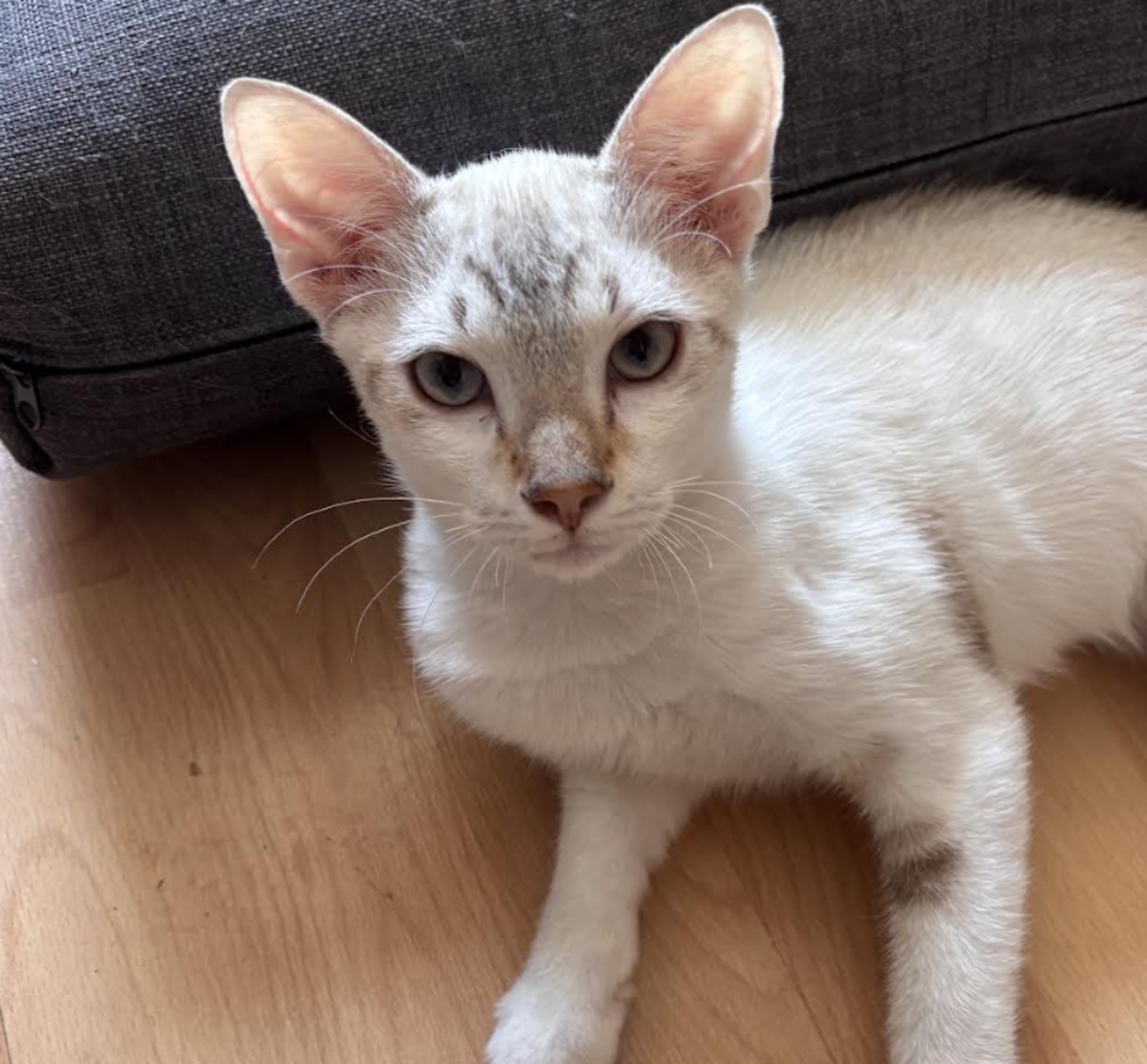 Adoption Eclair 