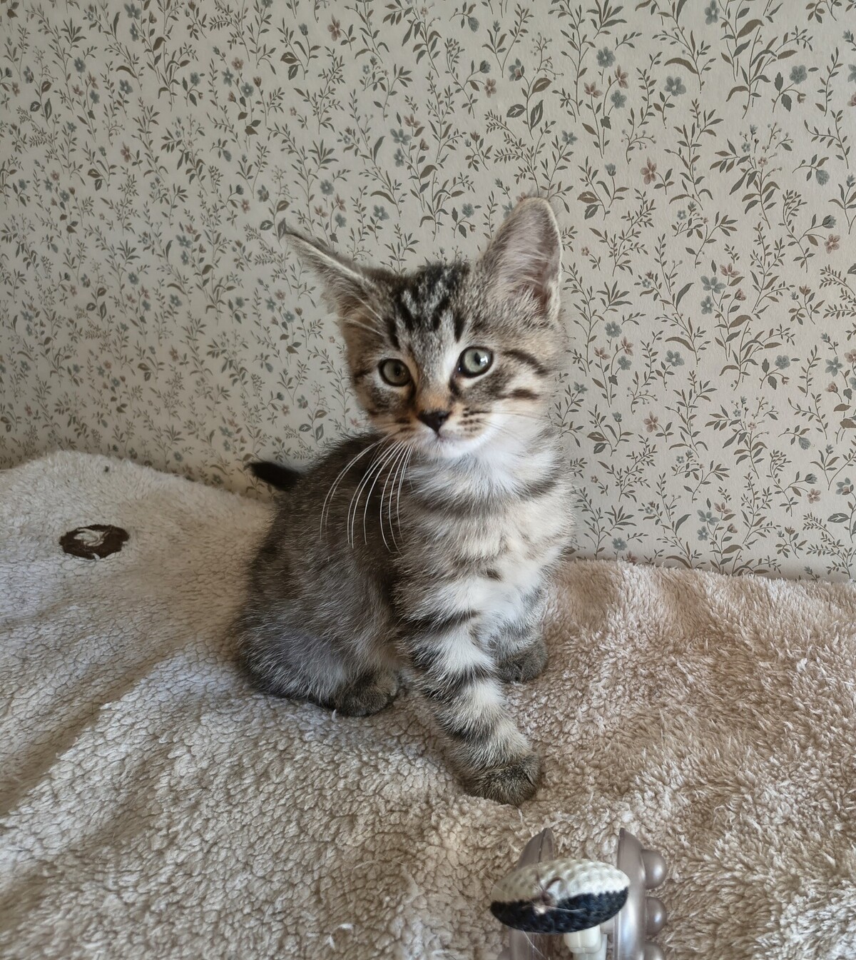 Adoption Eden