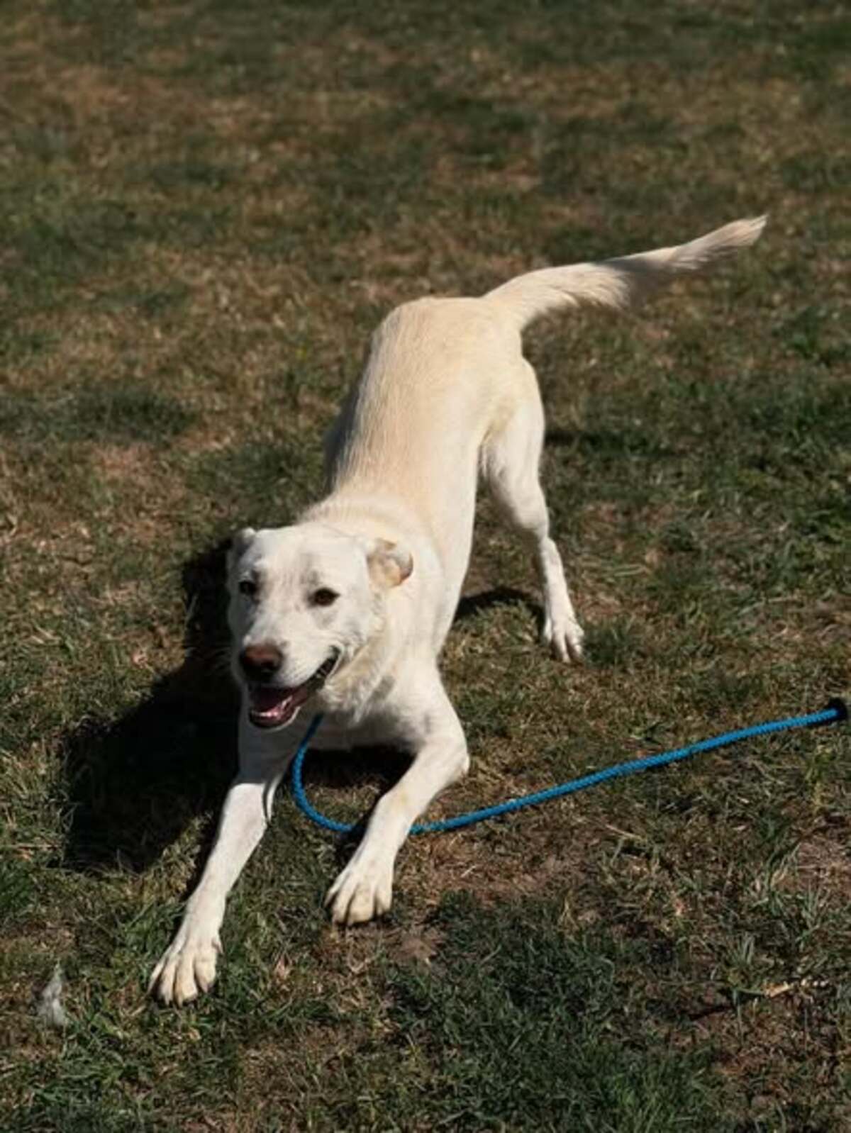 Adoption Solis