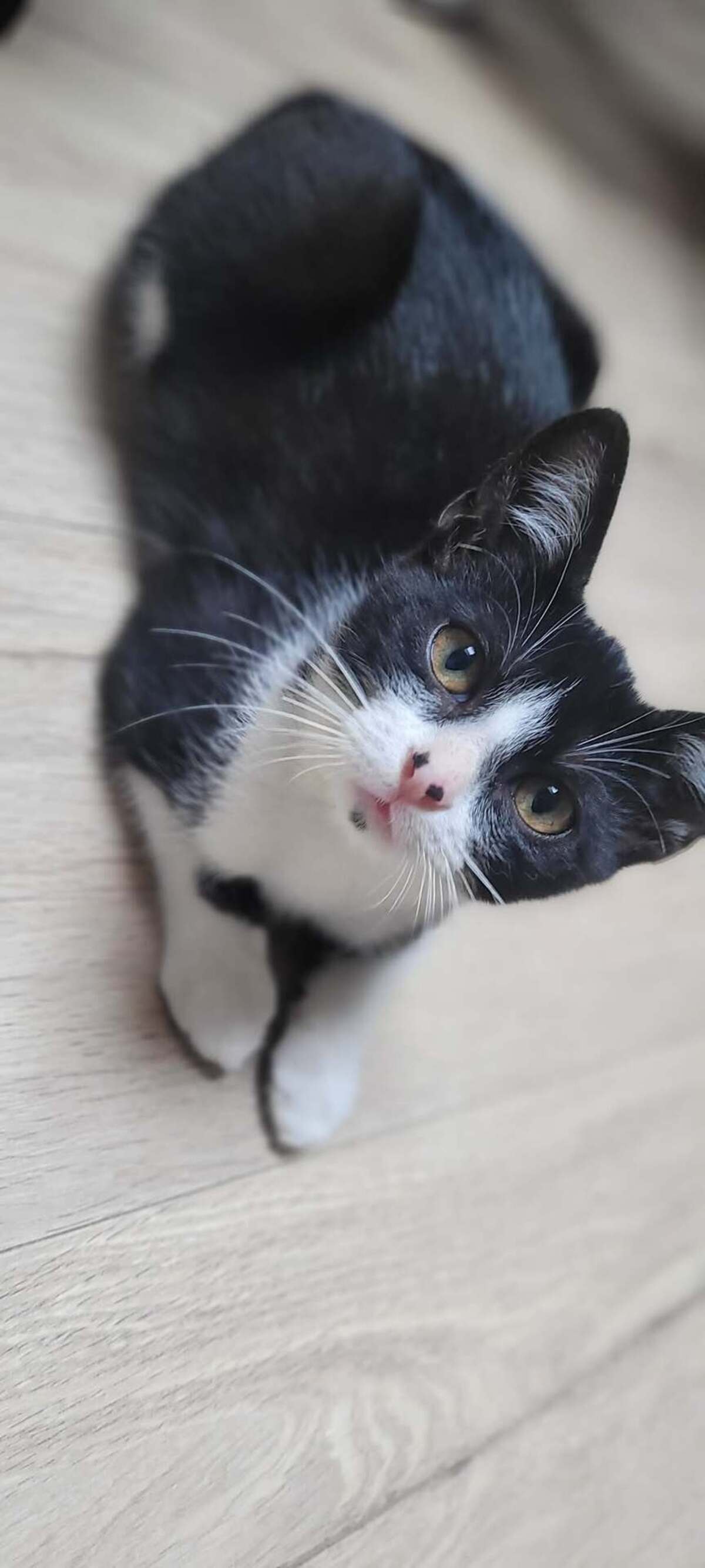 Adoption Banjo
