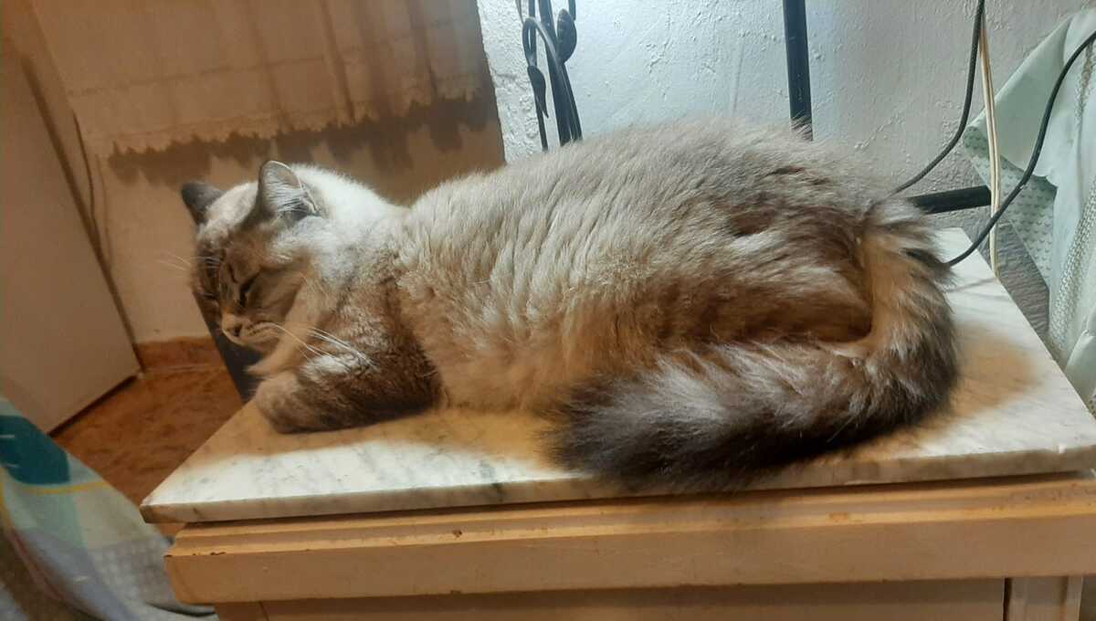 Adoption Nenufar