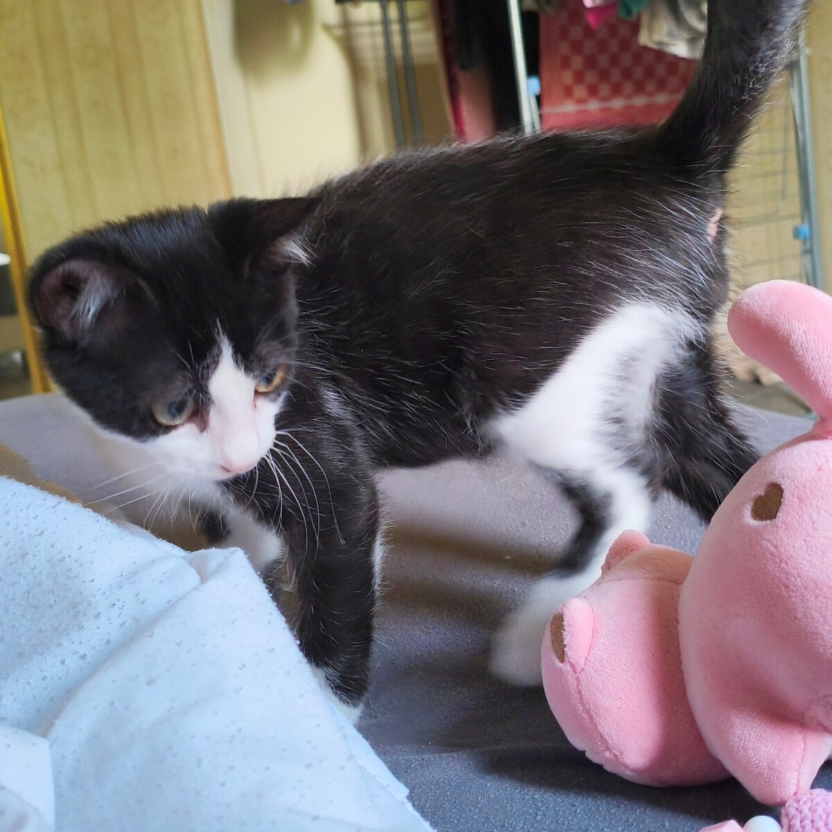Adoption BULBIZARD