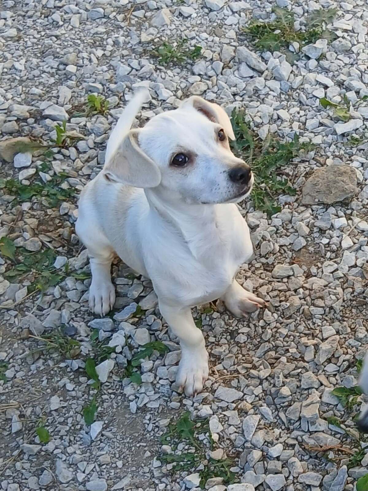 Adoption Litchi